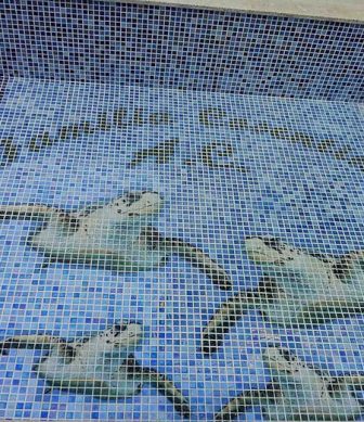 Glass mosaic hd pools06_3